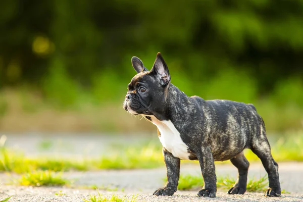 Draguta Franceză Bulldog Catelus Aer Liber — Fotografie, imagine de stoc