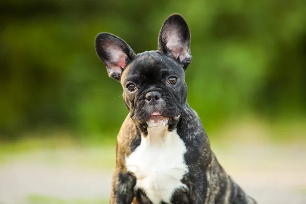 Niedliche Französische Bulldogge Welpen Freien — Stockfoto