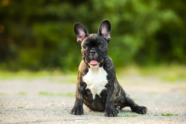 Cute French Bulldog Puppy Outdoor — Stock Photo, Image