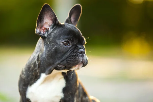 Cute Francuski Bulldog Szczeniak Odkryty — Zdjęcie stockowe