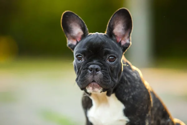 Cute French Bulldog Puppy Outdoor — Stock Photo, Image