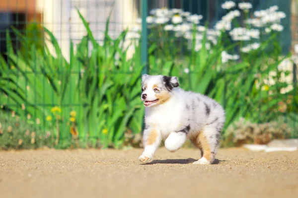 かわいいオーストラリアの羊飼いの子犬 — ストック写真