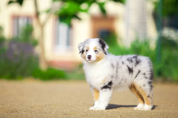 Little Cute Australian Shepherd Puppy — Stock Photo, Image