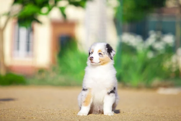 かわいいオーストラリアの羊飼いの子犬 — ストック写真