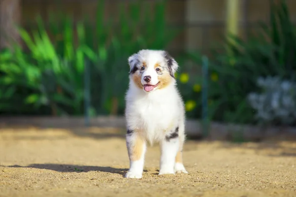 Little Cute Australian Shepherd Puppy — Stock Photo, Image