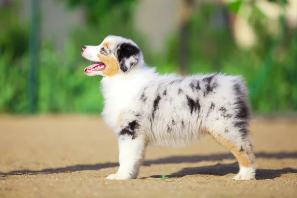 Pequeño Lindo Pastor Australiano Cachorro — Foto de Stock