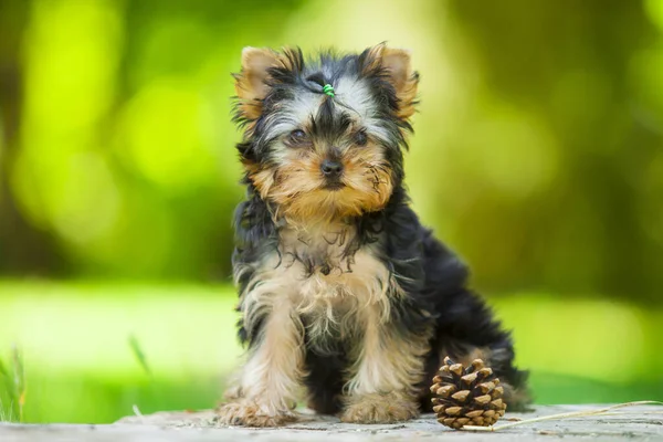 Close Yorkshire Terriër Hond Rechtenvrije Stockfoto's