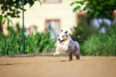 Küçük şirin Avustralya çoban köpeği.