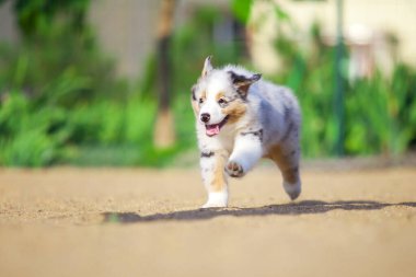 Küçük şirin Avustralya çoban köpeği.