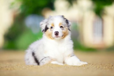 Küçük şirin Avustralya çoban köpeği.