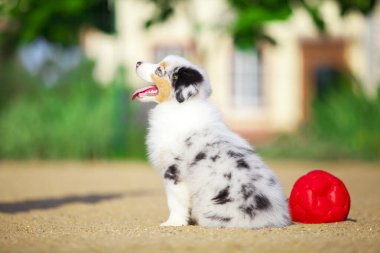 Küçük şirin Avustralya çoban köpeği.