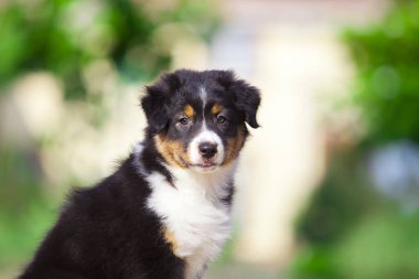 Küçük şirin Avustralya çoban köpeği.