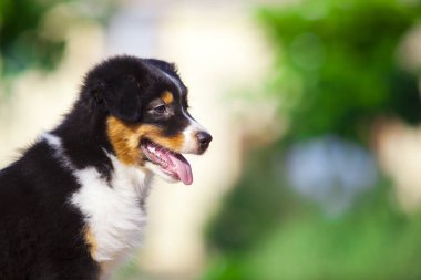 Küçük şirin Avustralya çoban köpeği.