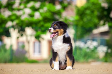 Küçük şirin Avustralya çoban köpeği.