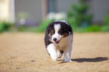 Küçük şirin Avustralya çoban köpeği.