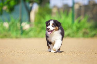 Küçük şirin Avustralya çoban köpeği.