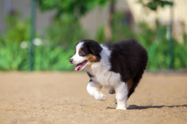 Küçük şirin Avustralya çoban köpeği.