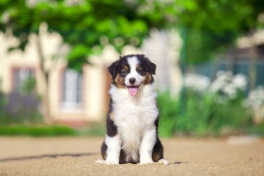 Küçük şirin Avustralya çoban köpeği.