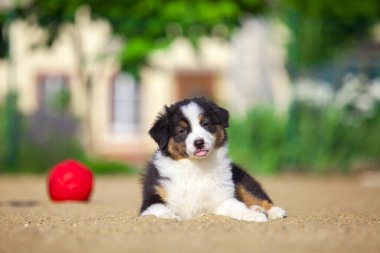 Küçük şirin Avustralya çoban köpeği.