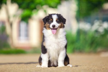 Küçük şirin Avustralya çoban köpeği.