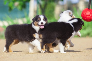 Avustralyalı çoban köpekleri eğleniyor