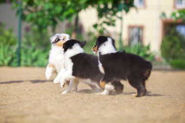 Avustralyalı çoban köpekleri eğleniyor
