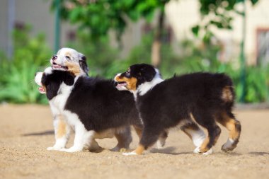 Avustralyalı çoban köpekleri eğleniyor