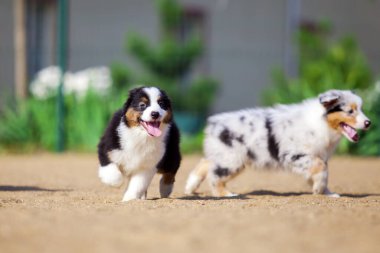 Avustralyalı çoban köpekleri eğleniyor
