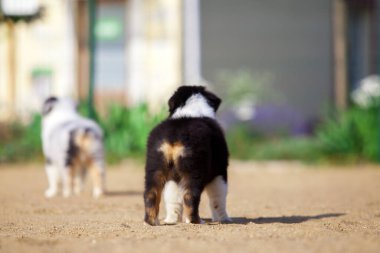 Küçük şirin Avustralya çoban köpeği.