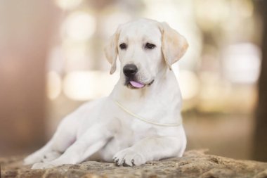 Labrador Parkta köpek resmi 