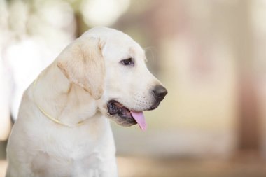 Labrador Parkta köpek resmi 
