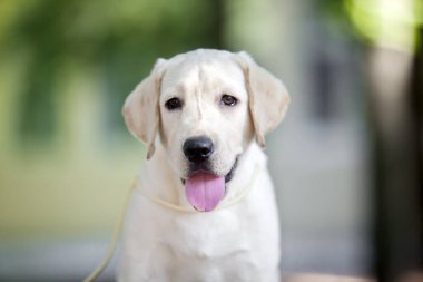 Labrador Parkta köpek resmi 