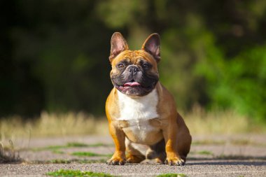 Tatlı Fransız Bulldog köpek yavrusu.