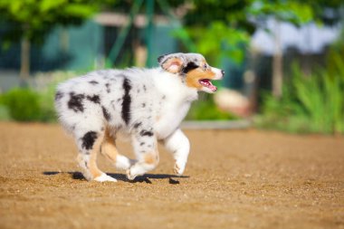 Küçük şirin Avustralya çoban köpeği.