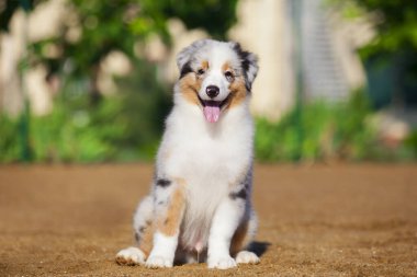 Küçük şirin Avustralya çoban köpeği.