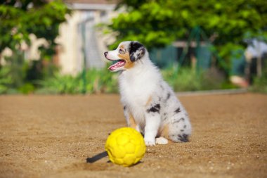 Küçük şirin Avustralya çoban köpeği.