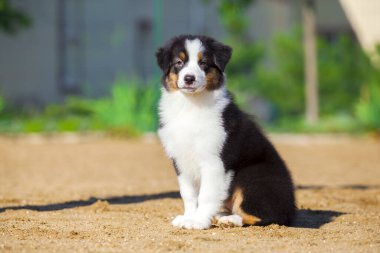 Küçük şirin Avustralya çoban köpeği.