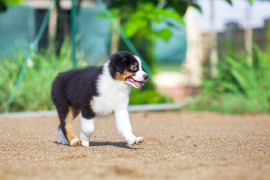 Küçük şirin Avustralya çoban köpeği.