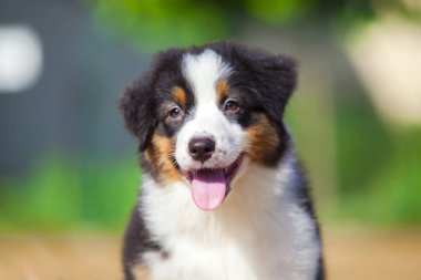 Küçük şirin Avustralya çoban köpeği.