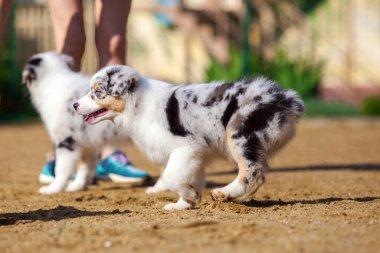 Küçük şirin Avustralya çoban köpeği.