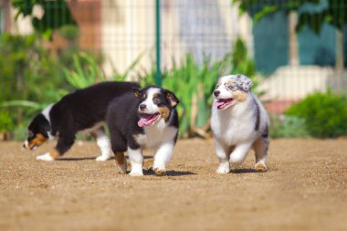 Avustralyalı çoban köpekleri eğleniyor