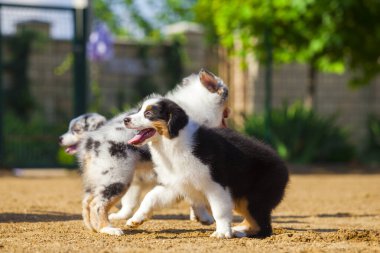 Avustralyalı çoban köpekleri eğleniyor