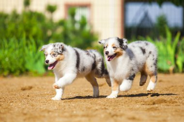 Avustralyalı çoban köpekleri eğleniyor