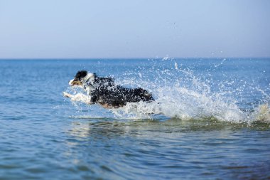 Küçük şirin Avustralya çoban köpeği.