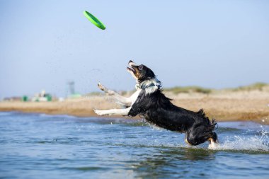 Küçük şirin Avustralya çoban köpeği.