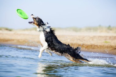 Küçük şirin Avustralya çoban köpeği.