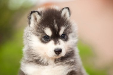 Sibirya Husky köpeği dışarıda.