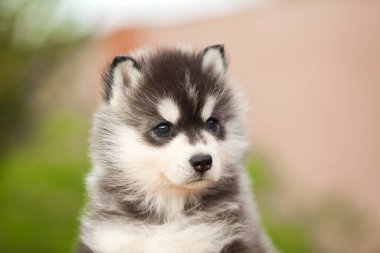 Sibirya Husky köpeği dışarıda.