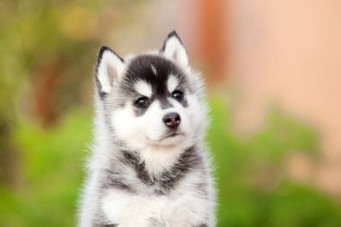 Sibirya Husky köpeği dışarıda.