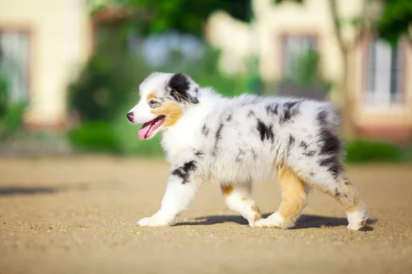 Lilla Söta Australiska Shepherd Valp — Stockfoto